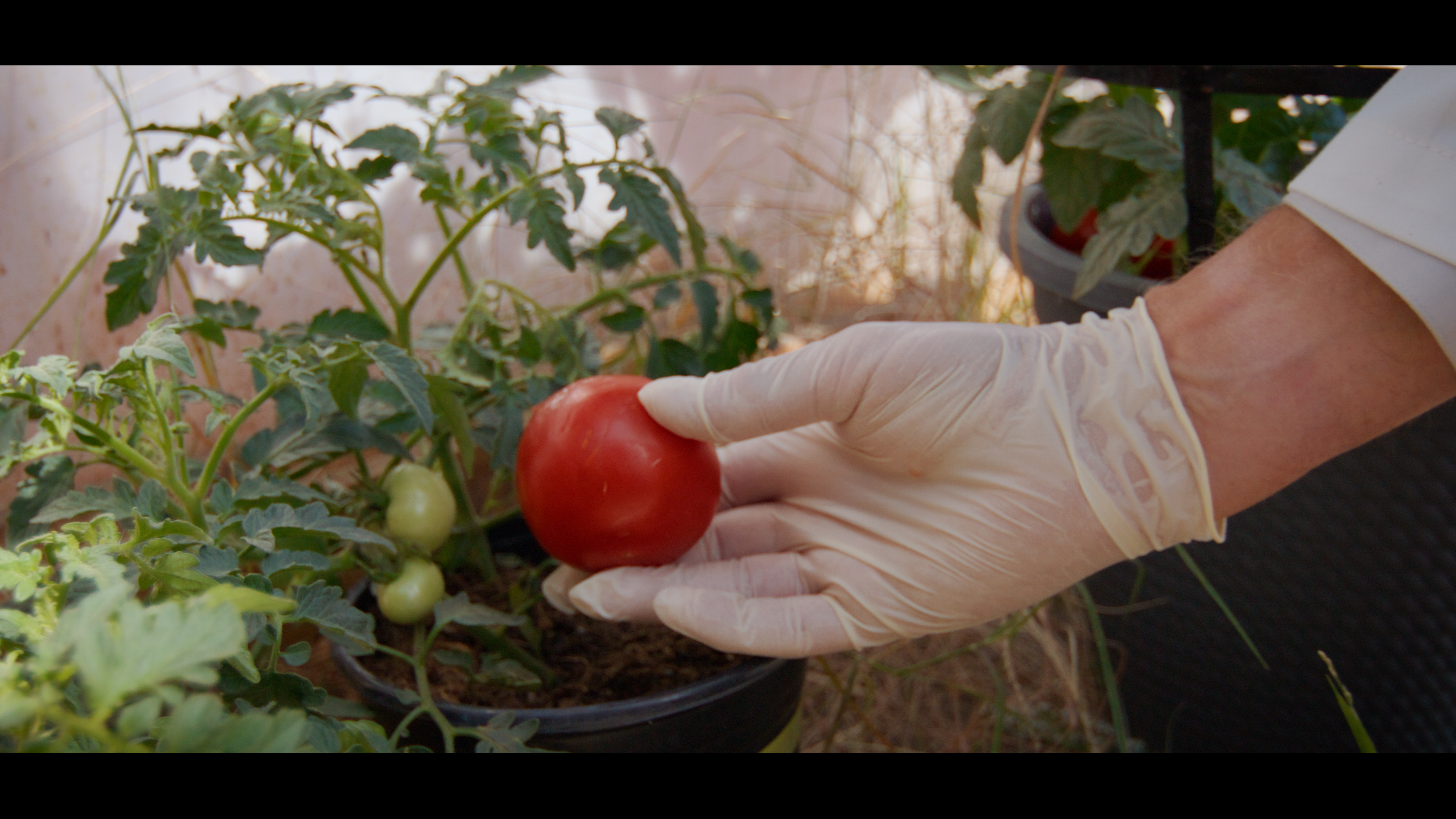 How to Use Compost For Potting Soil and Plants